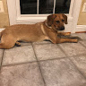 Meet your Posher, Annie